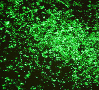 敲除细胞株构建