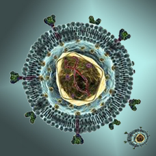 miRNA干扰慢病毒包装/ miRNA干扰慢病毒构建/microRNA干扰慢病毒包装/micro干扰慢病毒构建