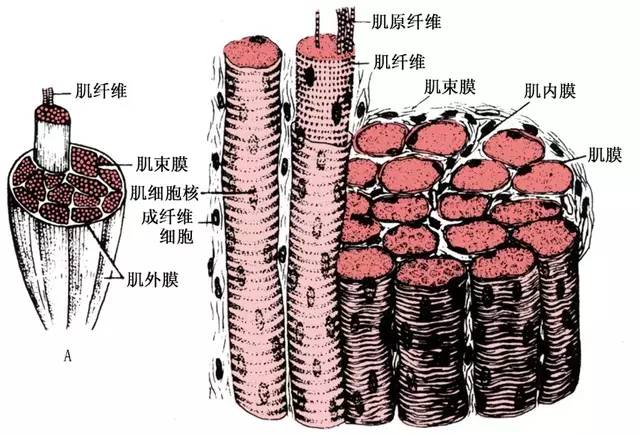 横纹肌分布图片