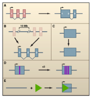 非编码RNA研究思路