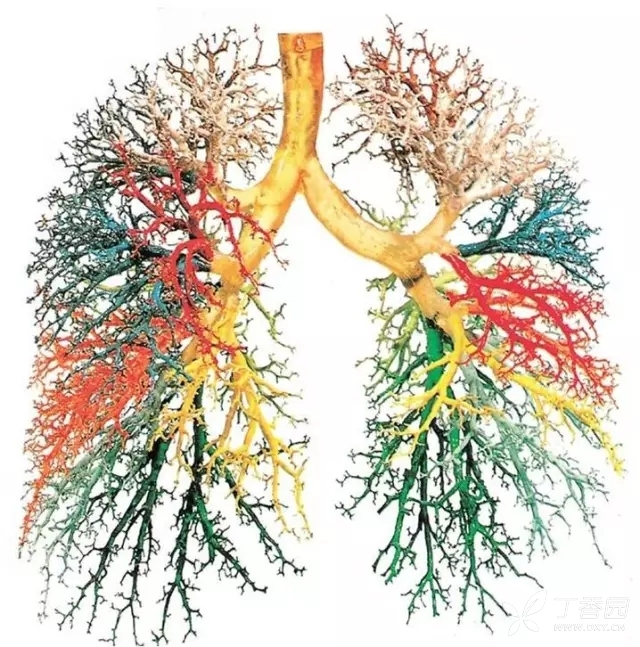 支气管树图片图片