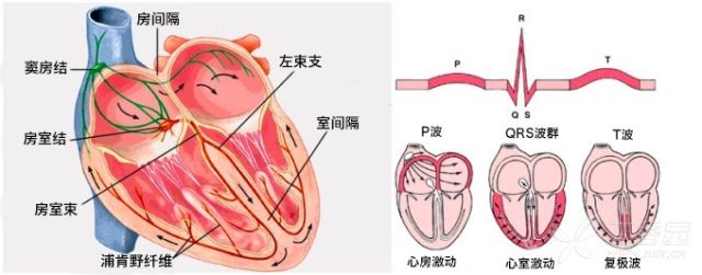 心脏传导动画图图片