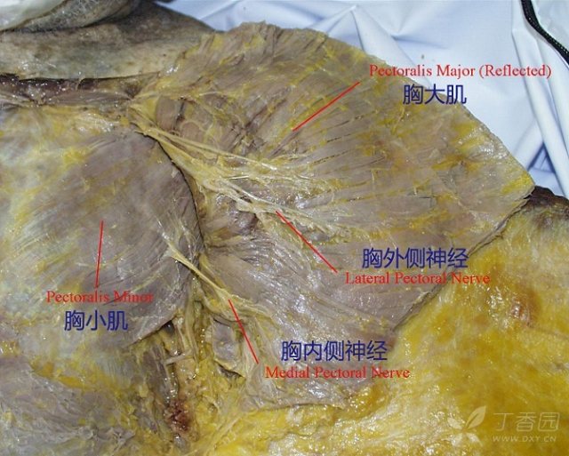 乳腺手术相关应用解剖学