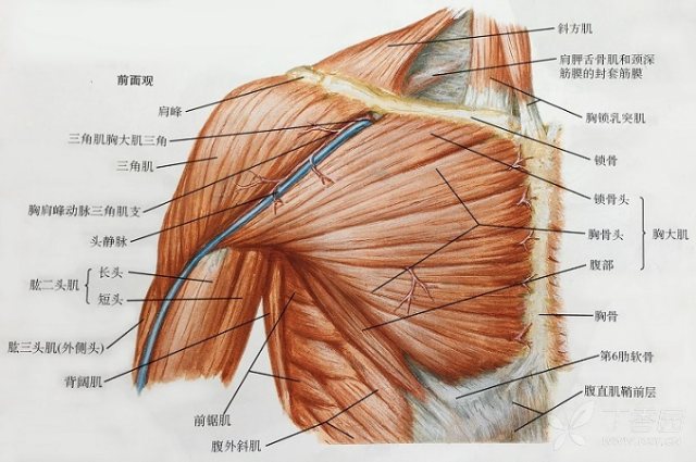 胸大肌皮瓣手术图解图片