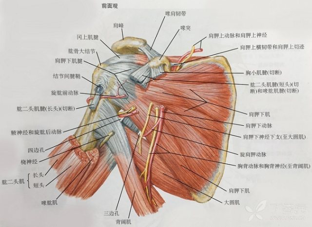 与同名神经和静脉伴行,而肩胛下动脉起自腋动脉的第3或第2段,胸背动脉