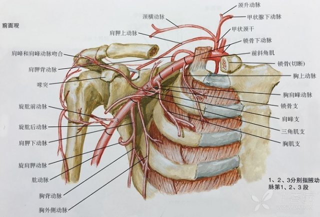 乳腺的血管分布图片图片