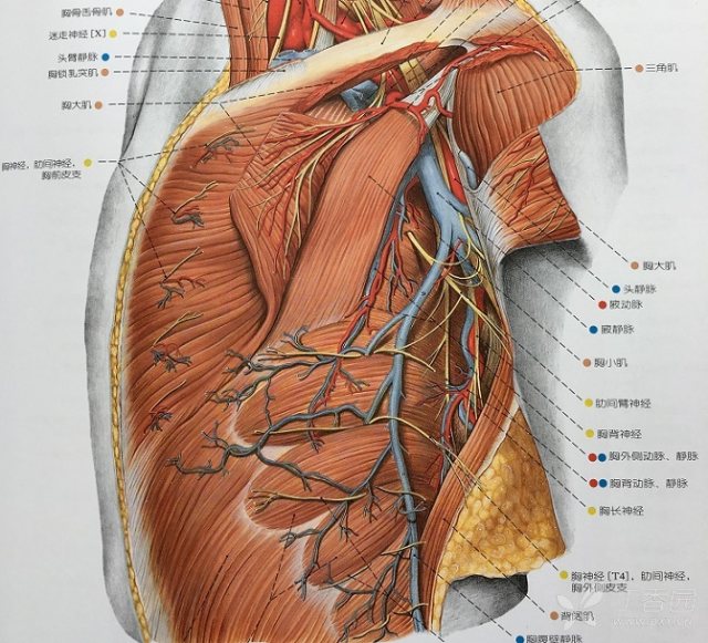 乳腺的血管分布图片图片