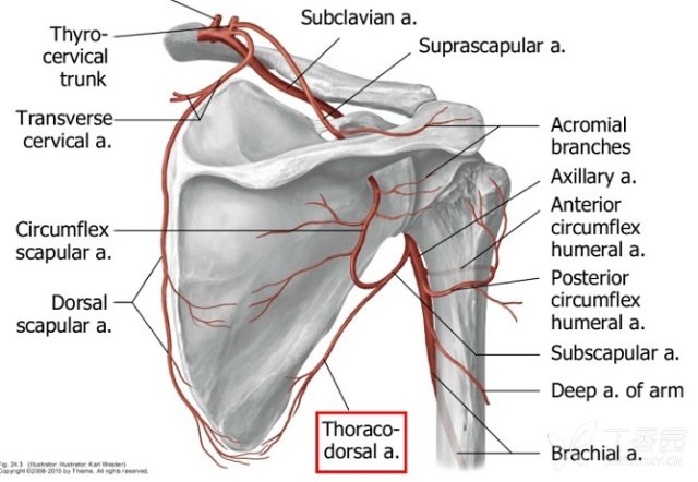 胸背动脉的直径较大,长约8cm,起自肩胛下动脉,与同名神经和静脉伴行