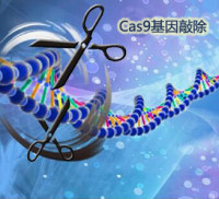 CRISPR/Cas9单克隆敲除株/敲除细胞株构建/敲除株构建