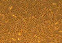 ATCC 细胞 Adipose-Derived Mesenchymal Stem Cells; Normal, Human (ATCC® PCS-500-011™) 