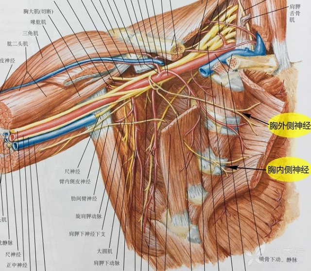 静脉之间穿出,经胸小肌深面进入该肌,并有分支至胸大肌,支配胸大肌