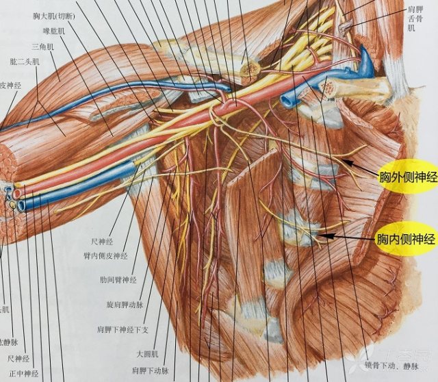 腋动脉在哪个位置图片图片