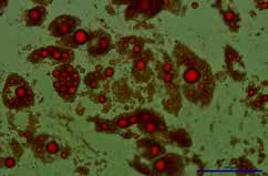 ATCC 细胞 Bone Marrow-Derived Mesenchymal Stem Cells Normal, Human(ATCC® PCS-500-012™) 