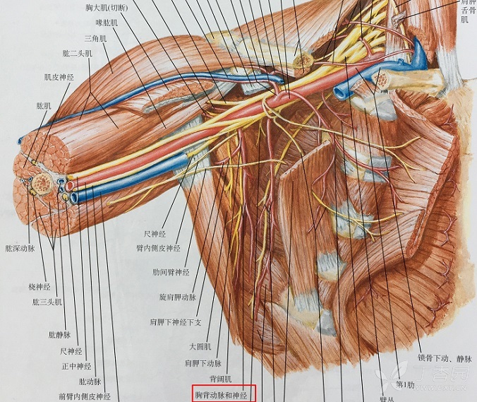 胸背动脉解剖图片