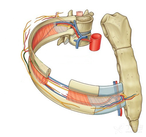 肋间动脉解剖ppt图片