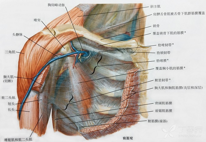 向下包绕胸小肌形成鞘,胸小肌外缘的筋膜增厚致密,在喙突下沿腋血管
