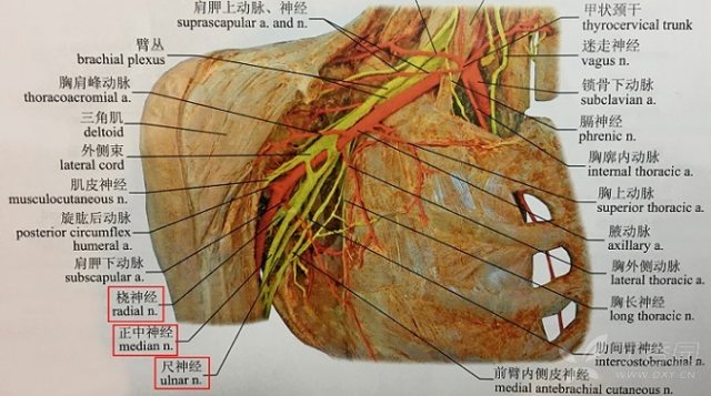 (4) 尺,正中,桡神经等臂丛总要分支与上肢功能有关,行乳腺癌淋巴结