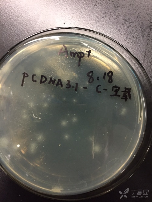 蓝白斑筛选出现片状白斑