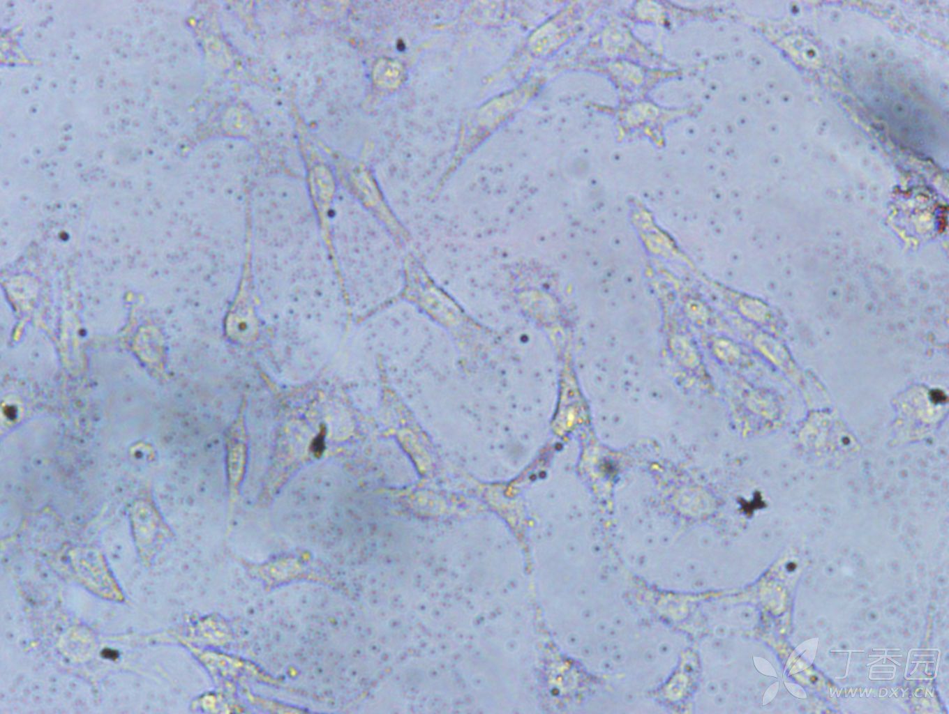 醋酸洋红染色活细胞图片