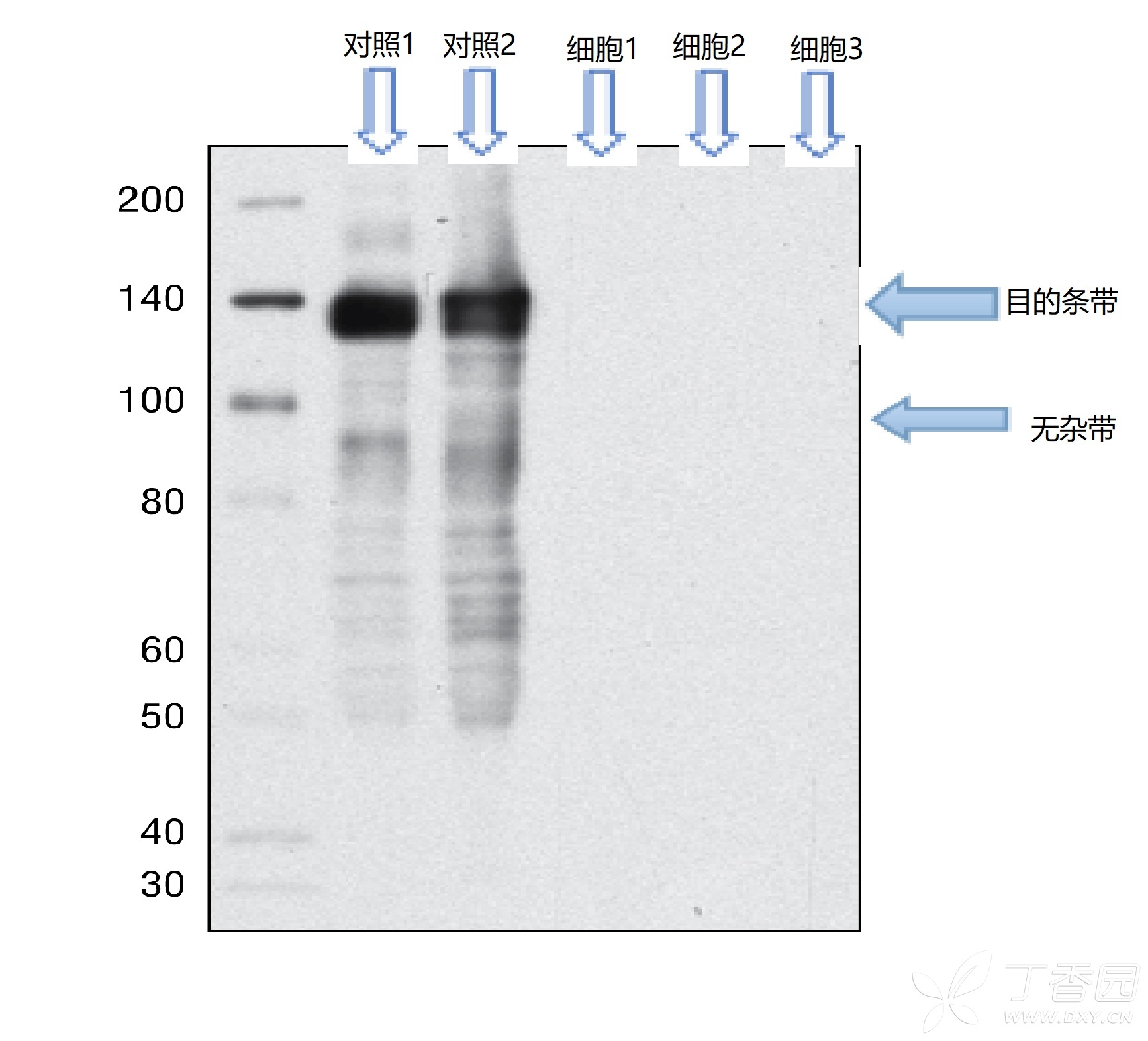 wb结果请高手指点