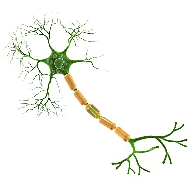 神经元/脑立体定位专用：腺相关病毒（AAV）与光遗传AAV试用