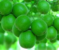 罗汉果提取物罗汉果总苷罗汉果甜苷V20%25%30%50%80%