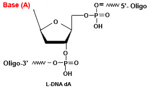 左旋L-DNA寡核苷酸合成
