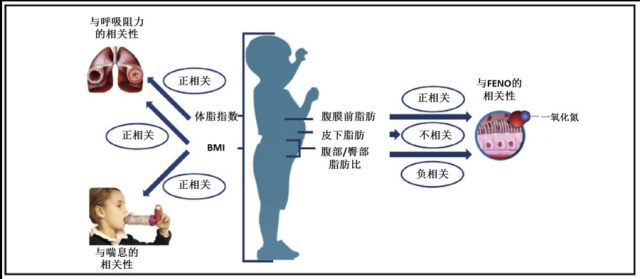 体脂率 学龄期儿童体脂散布与呼吸阻力、FeNO 及哮喘的相关性