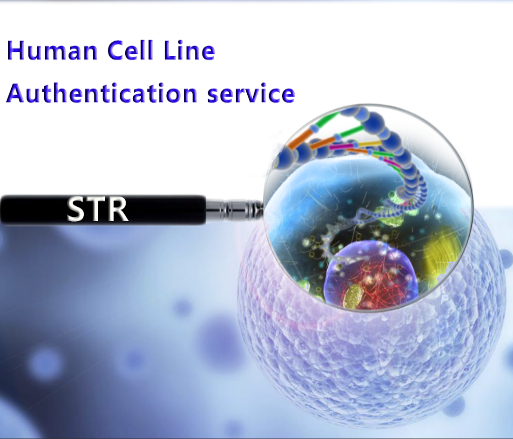 细胞STR鉴定