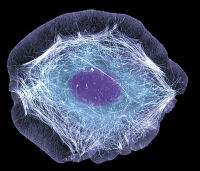 10×单细胞转录组测序