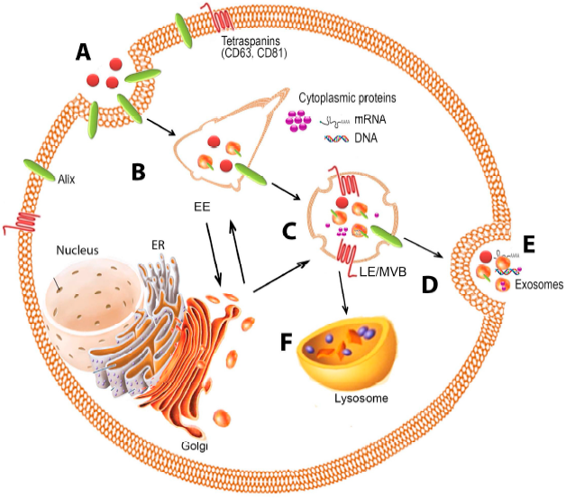 外泌体lncRNA测序