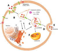 外泌体lncRNA测序