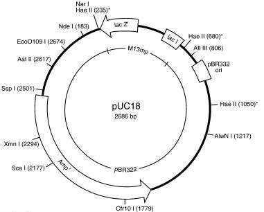 pUC18载体，大肠系列质粒