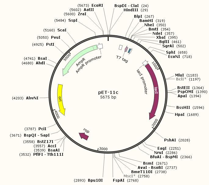 pET-11c（+）大肠杆菌质粒载体，大肠系列质粒