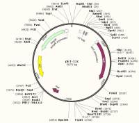 pET-11c(+)大肠杆菌质粒载体,大肠系列质粒