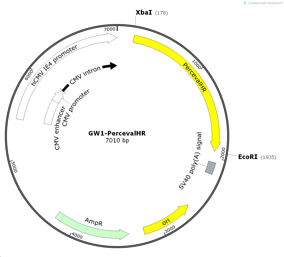 GW1-PercevalHR，基因文库质粒 
