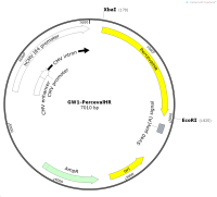 GW1-PercevalHR，基因文库质粒