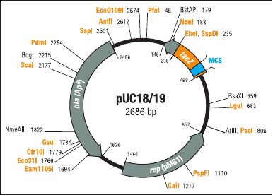 pUC19载体，大肠系列质粒