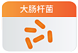 AE 宿主原核表达 11 ℃ 低温诱导体系 上清可溶表达方案