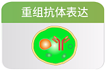 重轻链共表达设计 pAZ-V5 系列载体多信号肽选择