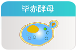无甲醇诱导体系 高拷贝菌株筛选分表达方案