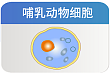 瞬时转染细胞 pMZ-X3 高表达体系多信号肽选择