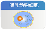 瞬时转染细胞 pMZ-X3 高表达体系多信号肽选择