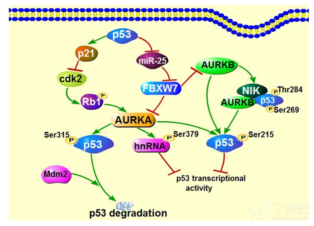 p53信号通路图片
