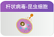 sf9/high 5 细胞系高效分泌表达方案双分子共表达