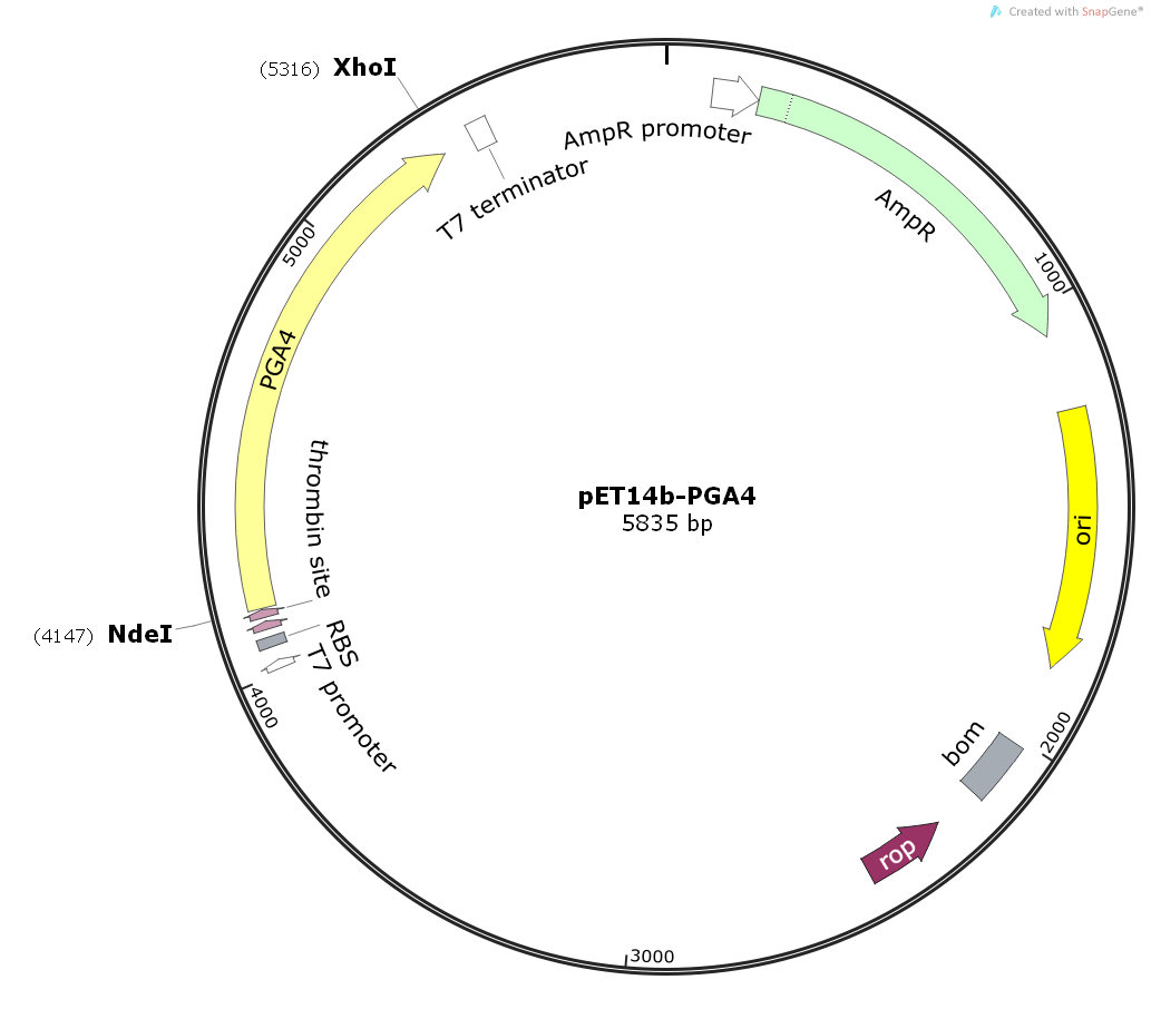 pET14b-PGA4载体，人源基因质粒