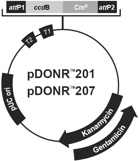 pDONR207载体，植物系列质粒