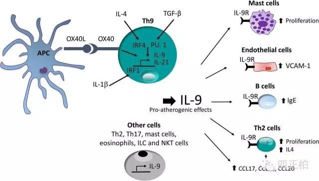白细胞介素-9(IL-9)