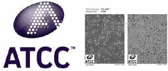 NCTC clone 929 [L cell, L-929, derivative of Strain L]小鼠成纤维细胞