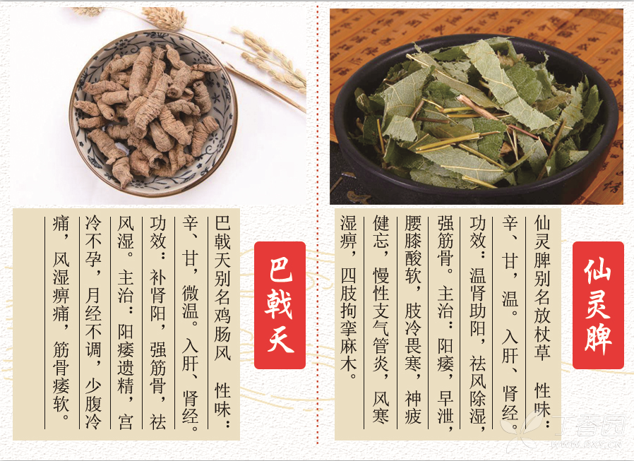 中医确有专长,每日学一味中药--巴戟天